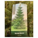 #3 Pot Norway Spruce