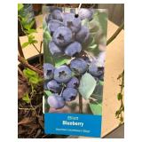 #1.5 pot Elliott Blueberry