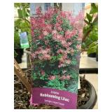 #3 Pot Jose Reblooming Lilac