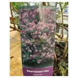 #3 Pot Dwarf Korean Lilac