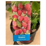 #1 Red Latham Raspberry