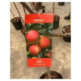 #5 Pot Gala Apple