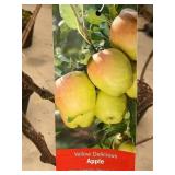 #5 Pot Yellow Delicious Apple