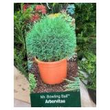 #3 Pot Mr. Bowling Ball Arborvitae