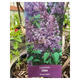 #3 Pot Common Lilac