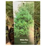 #3 Pot White Pine