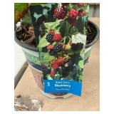 #1 pot Black Satin Blackberry