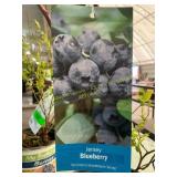 1.5 Pot Jersey Blueberry