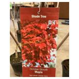 #5 Pot October Glory Maple