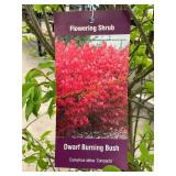 #3 Pot Dwarf Burning Bush
