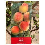#5 Pot Elberta Peach