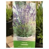 #1 Pot Hidcote Lavender