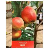 #5 Pot Pink Lady Apple