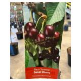 #5 Pot Black Tartarian Sweet Cherry