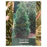 #7 Pot Green Giant Arborvitae