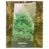 #7 Pot White Pine