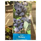 1.5 Pot Elliott Blueberry