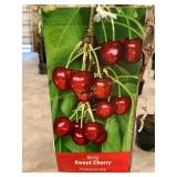 #5 Pot Bing Sweet Cherry