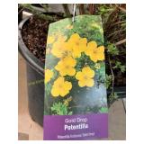 #3 Pot Gold Drop Potentilla