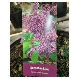 #3 Pot Senation Lilac