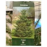 #7 Pot Fraser Fir