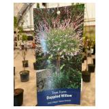 #7 Pot Tree Form Dappled Willow