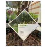 #3 Pot Fine Line Fern Leaf Buckthorn