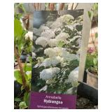 #3 Pot Annabelle Hydrangea