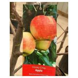 #5 Pot Honey Crisp Apple
