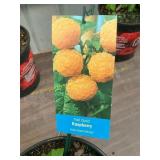 #1.5 pot Fall Gold Raspberry