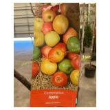 #5 Pot Combination Apple