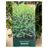#3 Pot Green Velvet Boxwood