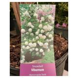 #3 Pot Snowball Viburnum