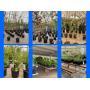 Friday, 4/24/26 Nursery Stock Online Auction @ 10AM