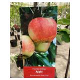 #5 Pot Honey Crisp Apple
