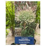 #7 Pot Tree Form Dappled Willow