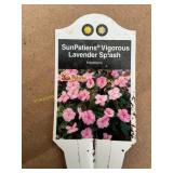 6 in pot Labella SunPatiens Lavender Splash