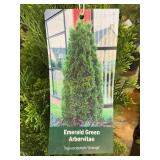 #3 pot Emerald Green Arborvitae