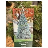 #3 Colorado Blue Spruce