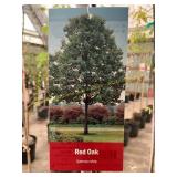 #5 Pot Red Oak