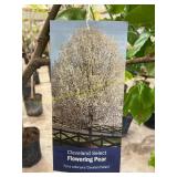 #5 Pot Cleveland Select Flowering Pear