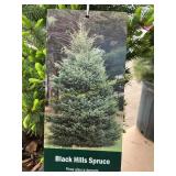 #3 Pot Black Hills Spruce