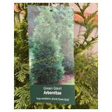 #7 Pot Green Giant Arborvitae