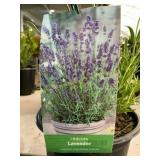 #1 Pot Hidcote Lavender