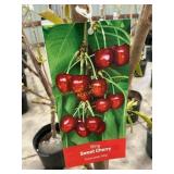 #5 Pot Bing Sweet Cherry