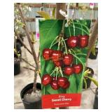 #5 Pot Bing Sweet Cherry