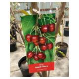 #5 Pot Bing Sweet Cherry