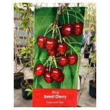 #5 Pot Bing Sweet Cherry