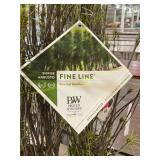#3 pot Fine Line Buckthorn