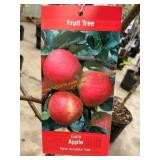 #5 Pot Gala Apple